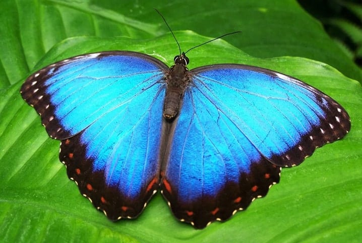 Borboleta azul com as bordas das asas em preto.