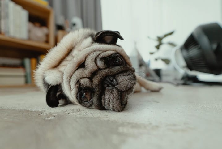 Cachorro pug bege deitado no chão da sala com expressão triste.