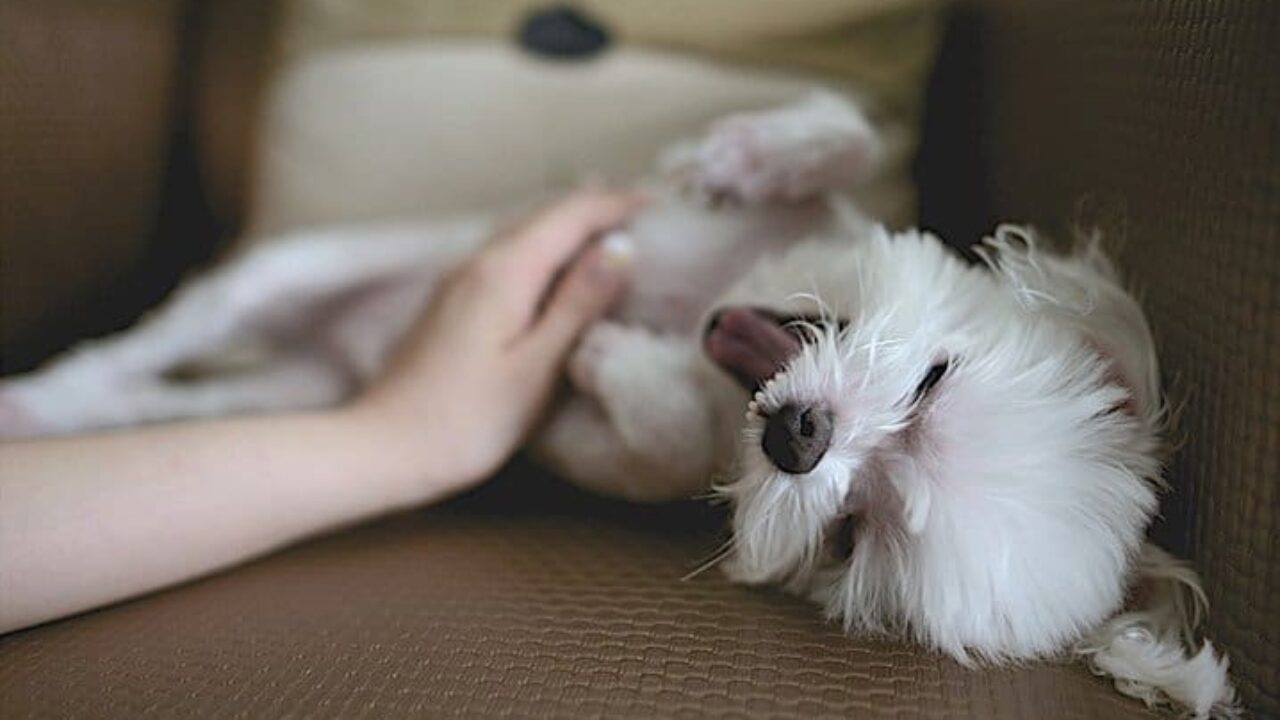 Quais as causas de cachorro com barriga inchada? | Petz