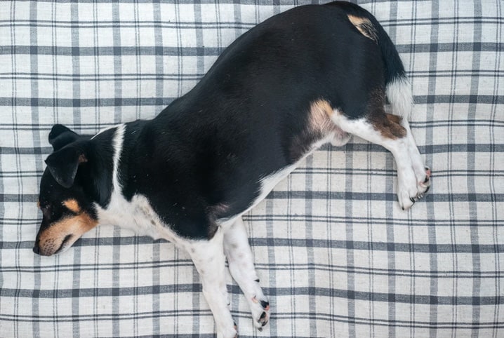 Cachorro vira-lata com pelos preto e branco deitado numa toalha xadrez.