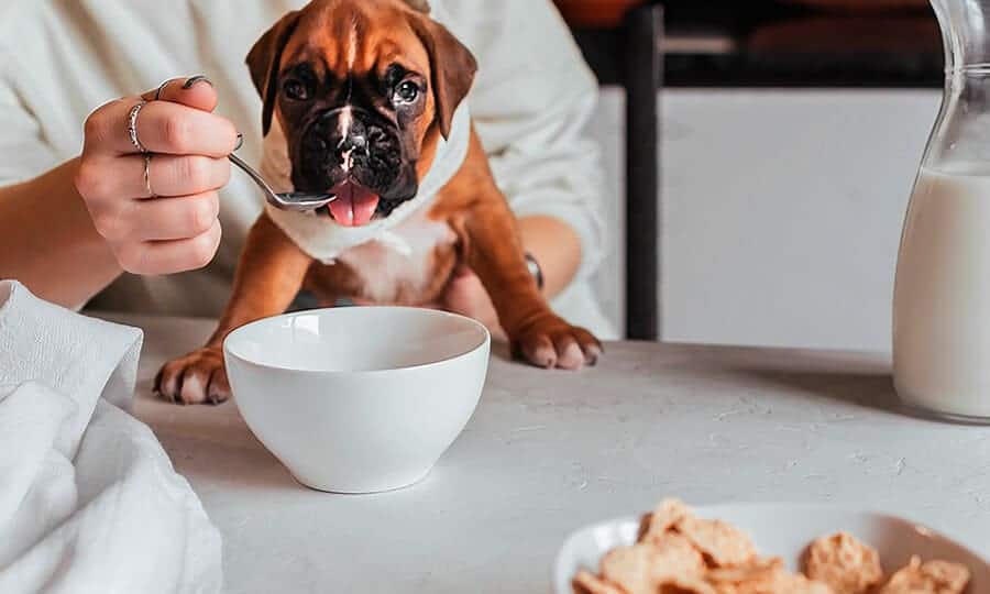 Cachorro bebendo leite em tigela