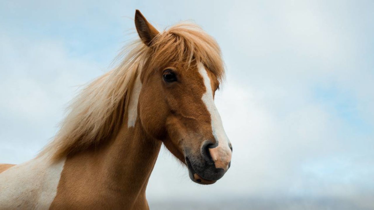 Aparelho Digestivo do Cavalo