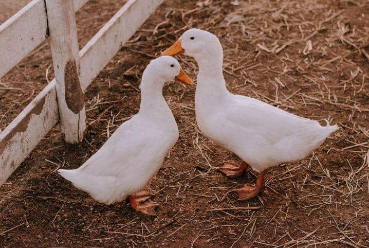 dois patos brancos próximos a um cercado