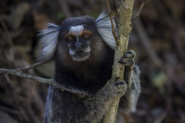 macaco agarrado em tronco de árvore.