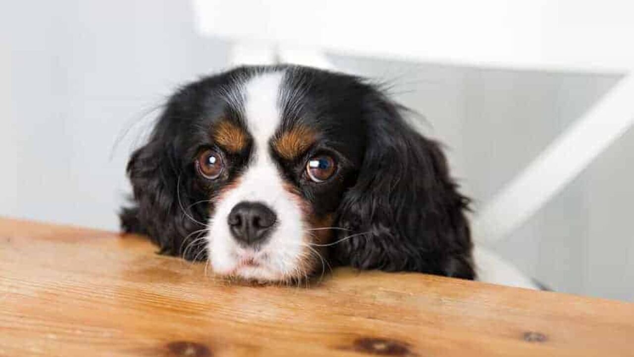 Confira receita de bolo para cachorro I Petz