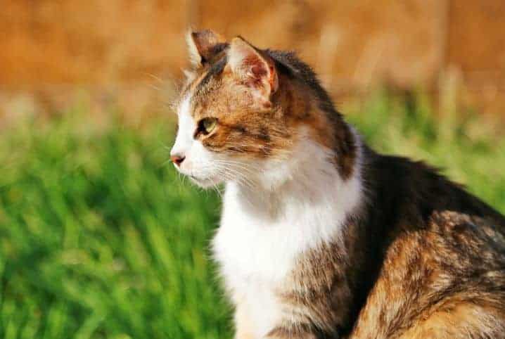 gato em gramado tomando sol sentado.