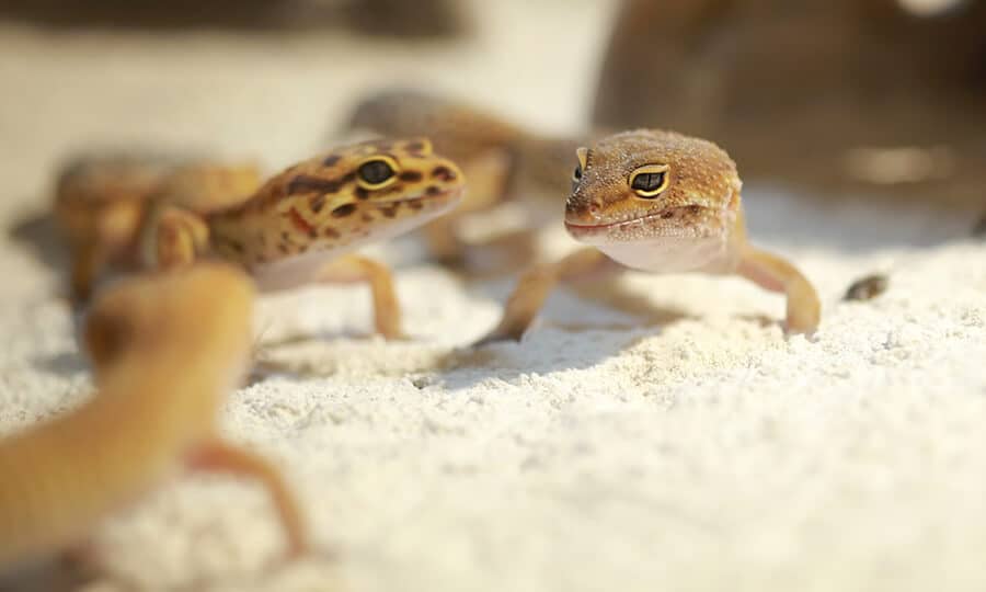 Geck leopardo.