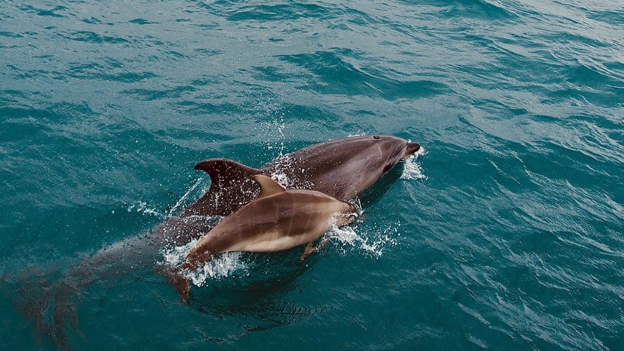 Você sabe o que está por trás do nado com golfinhos?