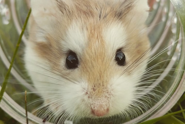 Hamster dentro da bolinha.