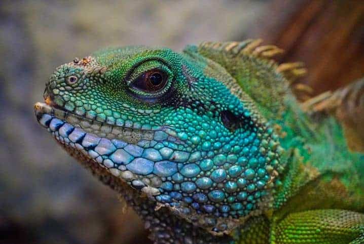 lagarto verde