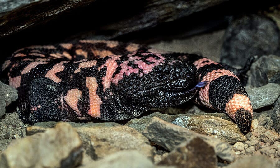 monstro-de-gila sob pedra.