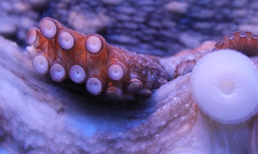 ventosas do tentáculo de um polvo vivo