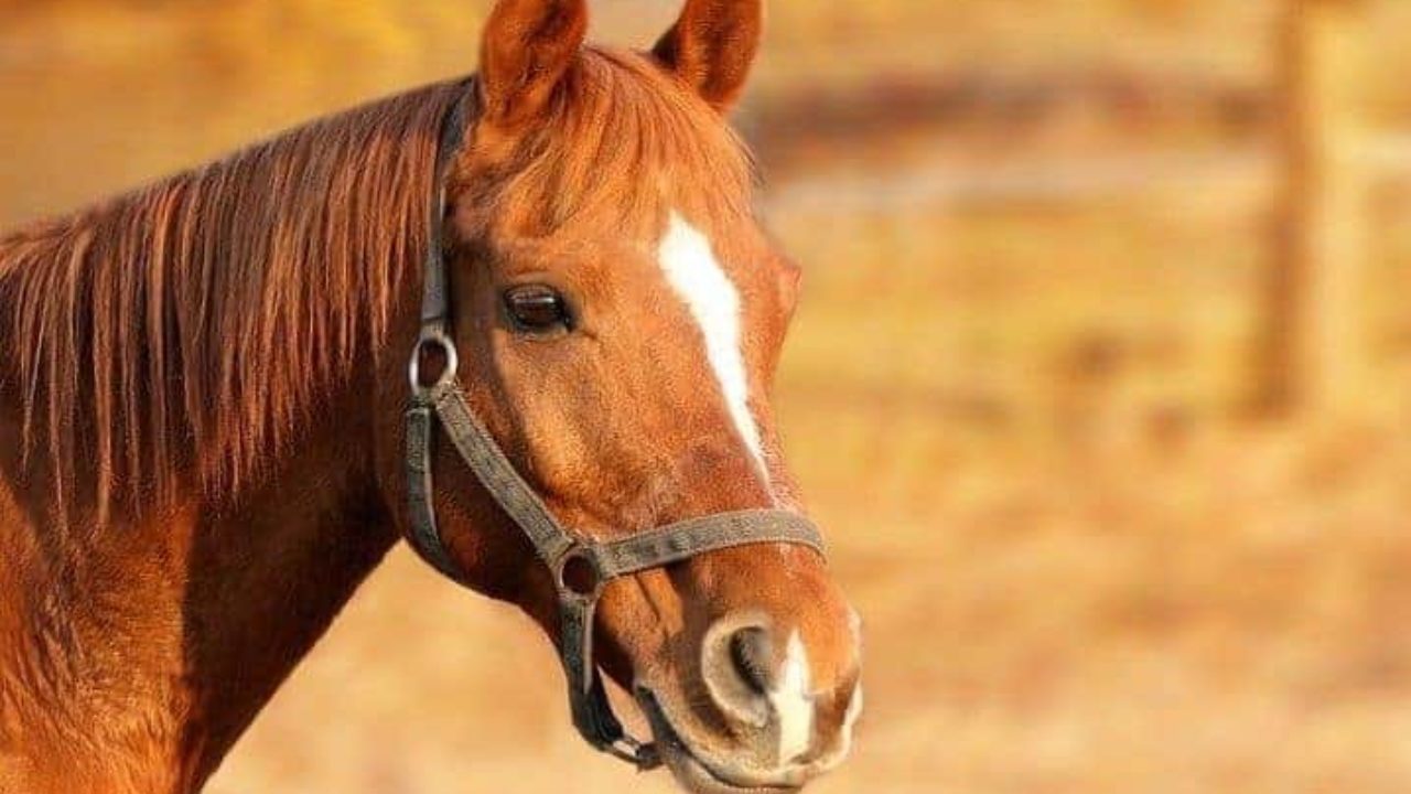 Você sabe o quanto seu cavalo come?