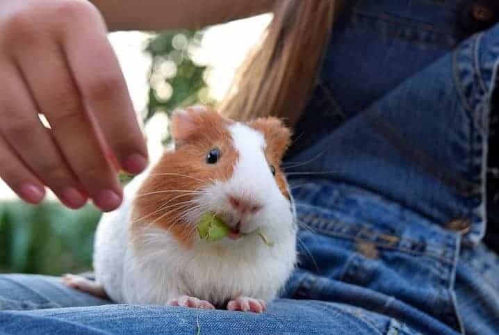 Porquinho-da-índia em colo de pessoa se alimentando de vegetal