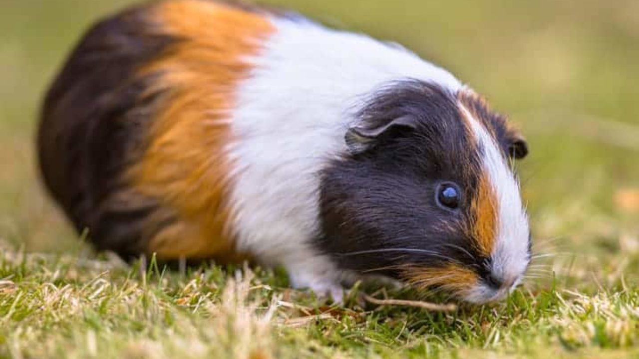 Porquinho-da-índia pode comer grama? Descubra aqui! | Petz