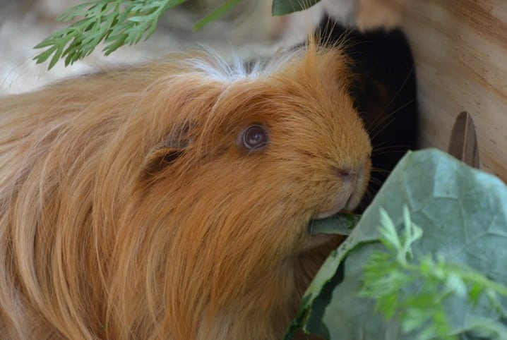 Porquinho-da-índia comendo planta