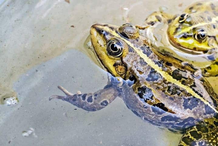 dois sapos juntos na água.