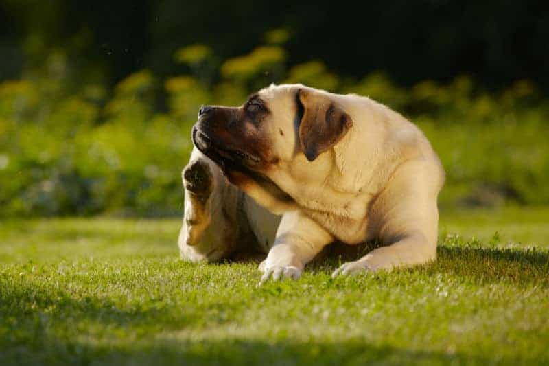 Cachorro se coçando.