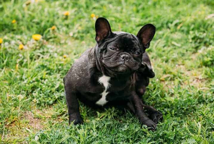 Cachorro se coçando. 