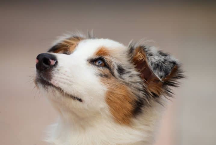 cachorro olhando para cima.