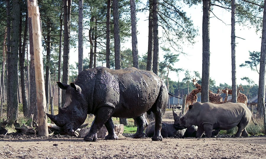 rinocerontes-negros em lamaçal com árvores e girafas ao fundo.