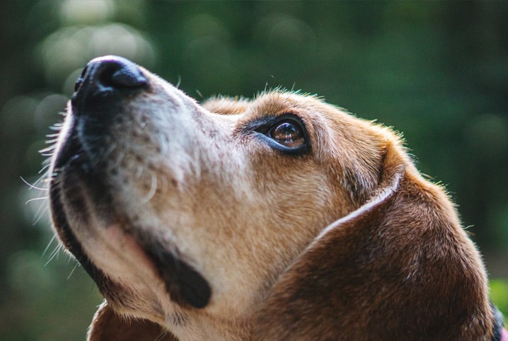 Cachorro olhando para cima.