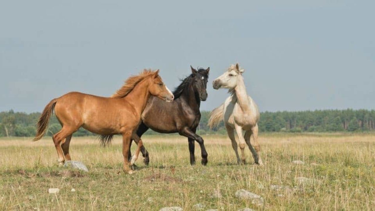 Será que o cavalo é mamífero? Descubra aqui | Petz