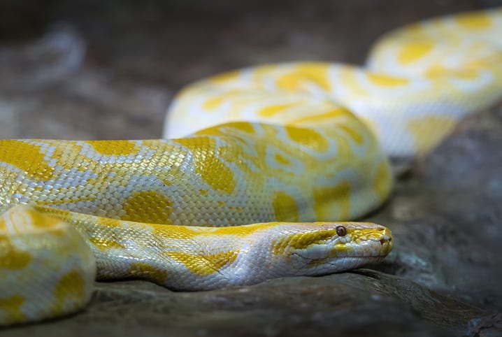 cobra amarela e branca