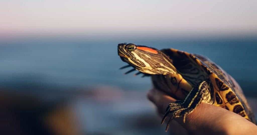 tartaruga com mar ao fundo