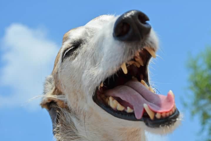 cachorro feliz e sorridente com o céu ao fundo.