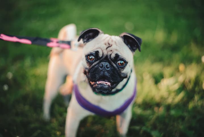 Pug passeando.