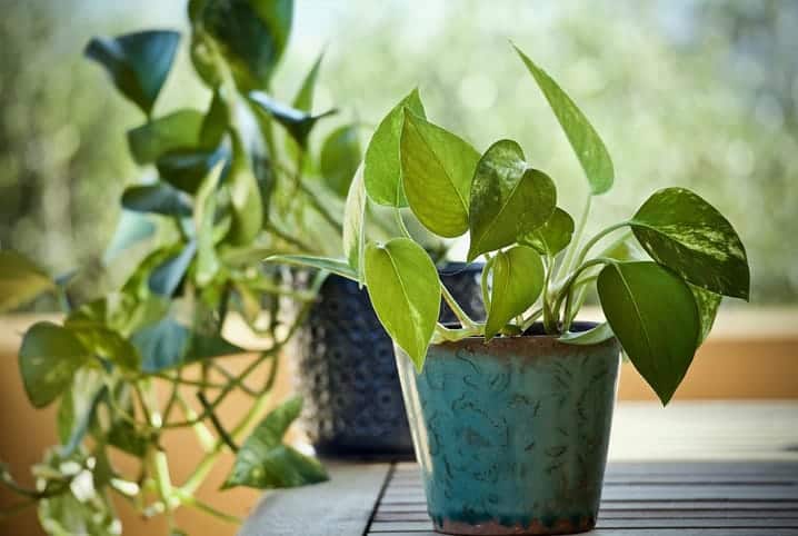 Vaso com plantas