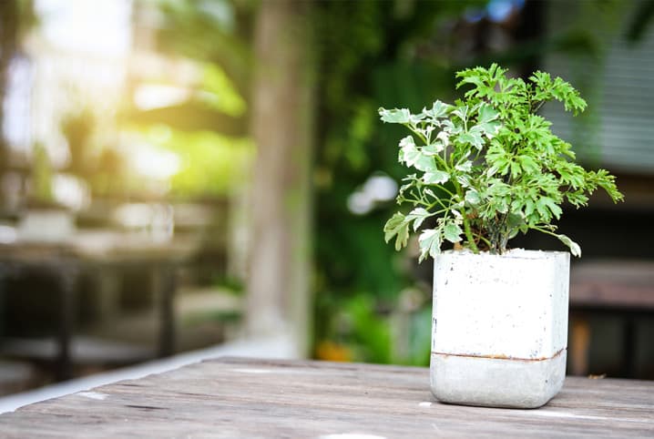 Planta em vaso