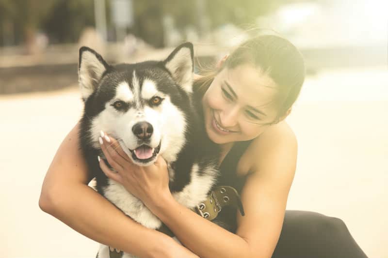 cuidados especiais com husky siberiano 2