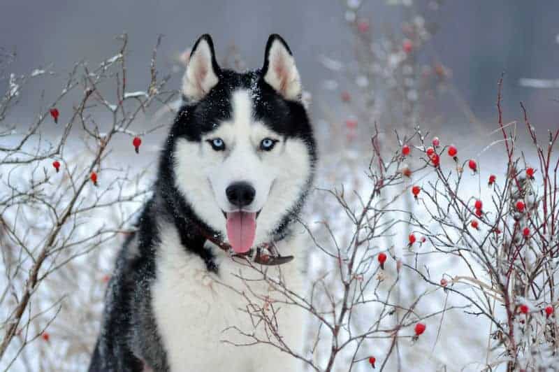 cuidados especiais com husky siberiano