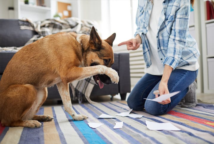 Cachorro sendo domesticado