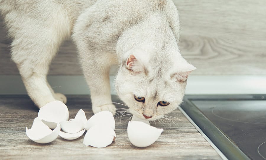 Gato cheirando cascas de ovo.