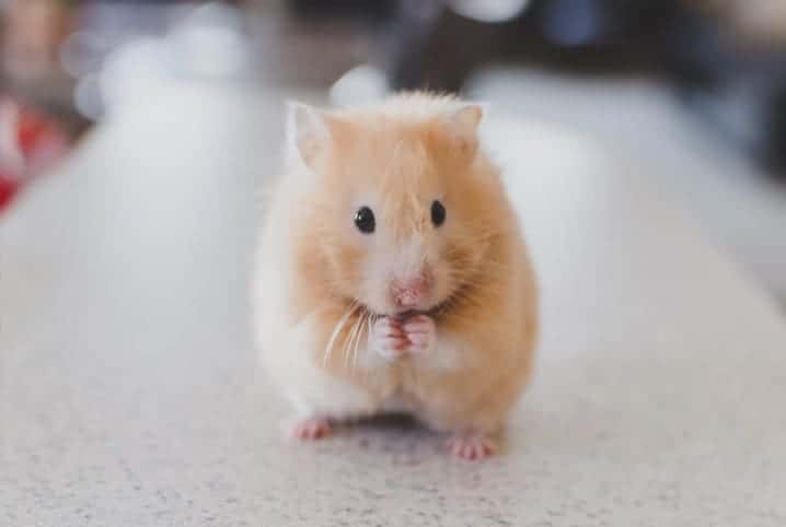 Hamster comendo. 