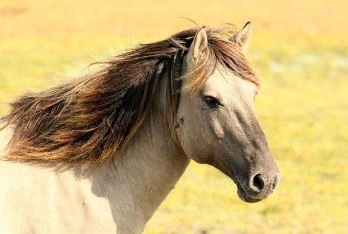 Cavalo com os pelos da crina divididos.