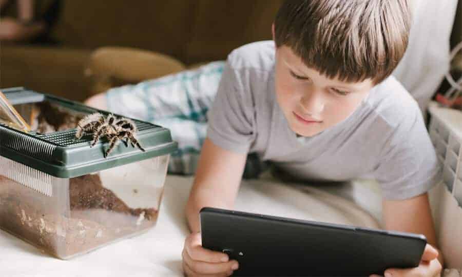 menino brincando com teablet ao lado de aranha do lado de fora do terrário.