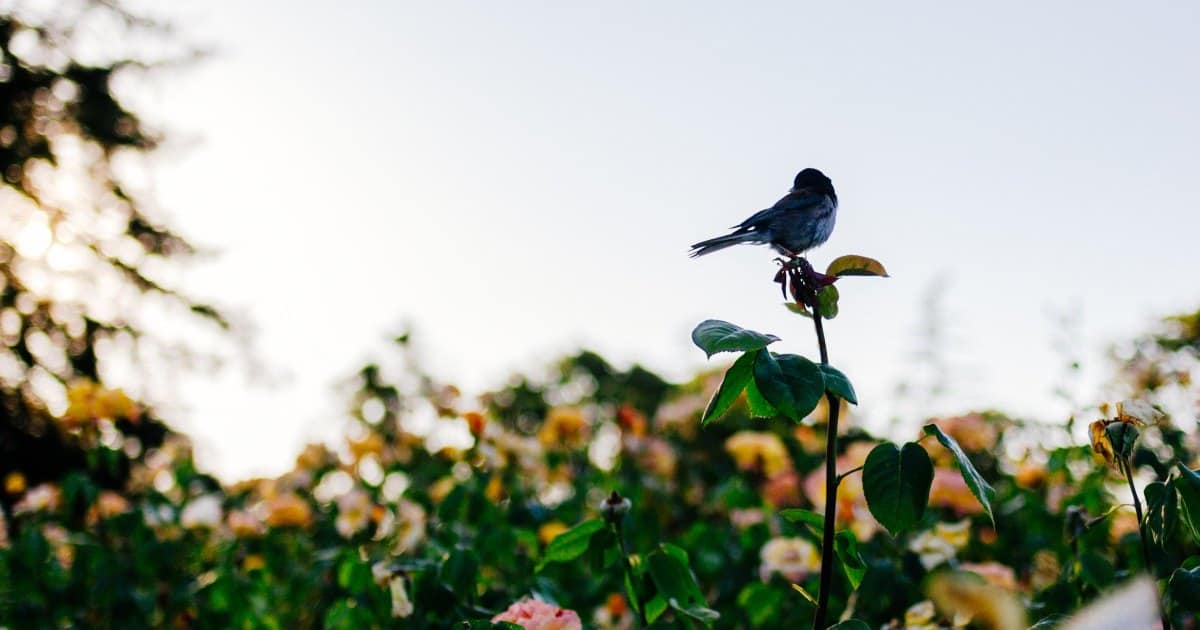 andorinha pousada em flor com campo de flores ao fundo.