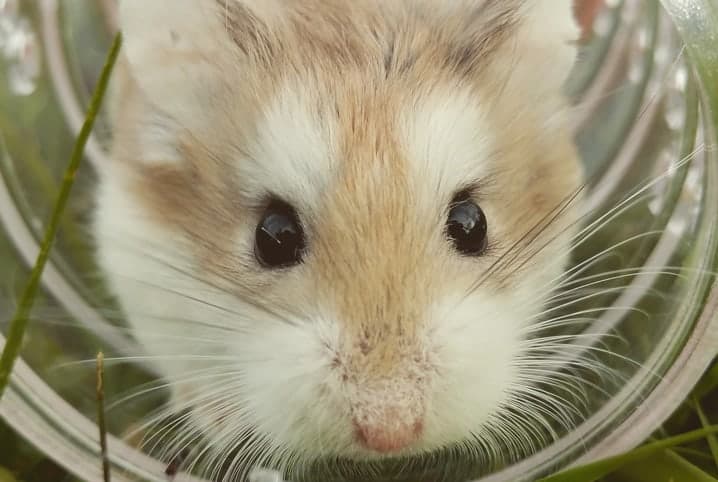 Hamster na bolinha.