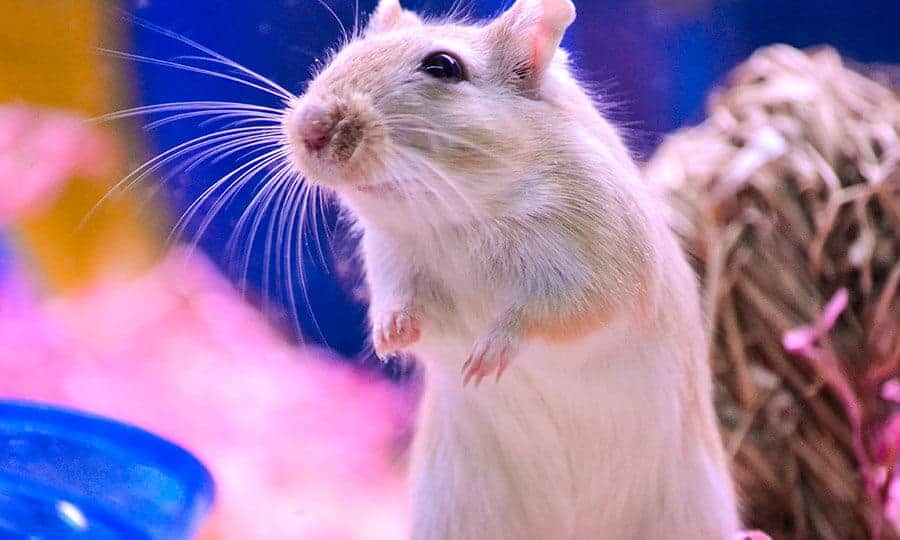 Gerbil em pé