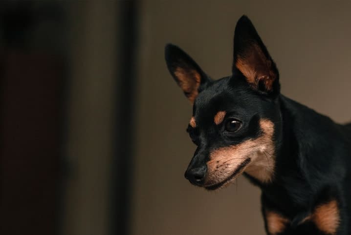 pinscher de perfil.