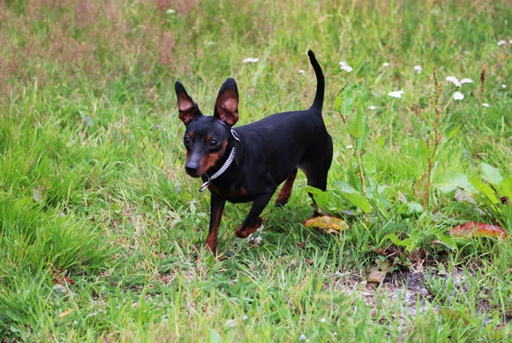 pinscher brincando em gramado.