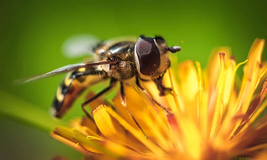 Vespa amarela em cima de uma flor amarela.