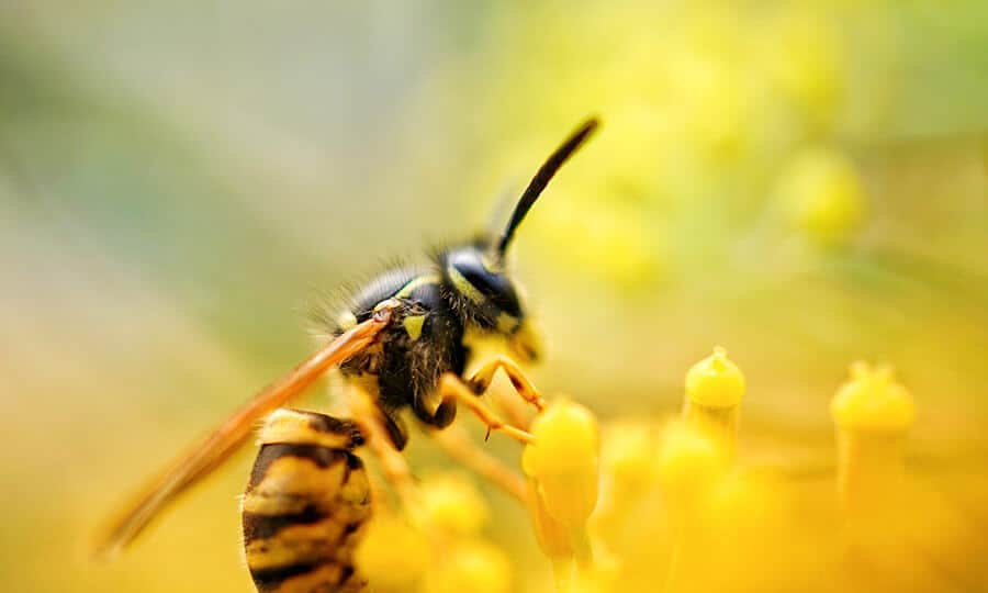 Vespa em cima de flor amarela.