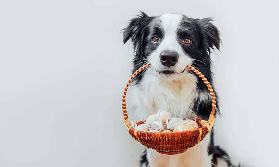 Cachorro segurando cesta de ovos.