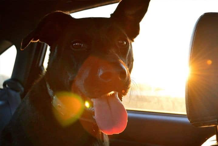 Cachorro com a língua de fora olhando para a câmera.