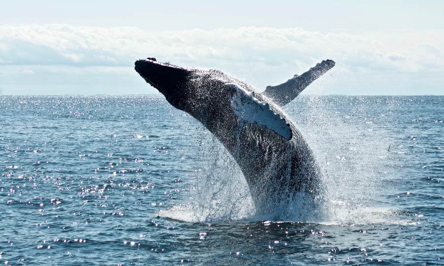 Baleia saltando no oceano.